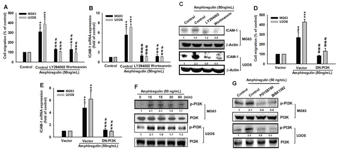 PI3K signaling regulates the AREG response in human osteosarcoma.