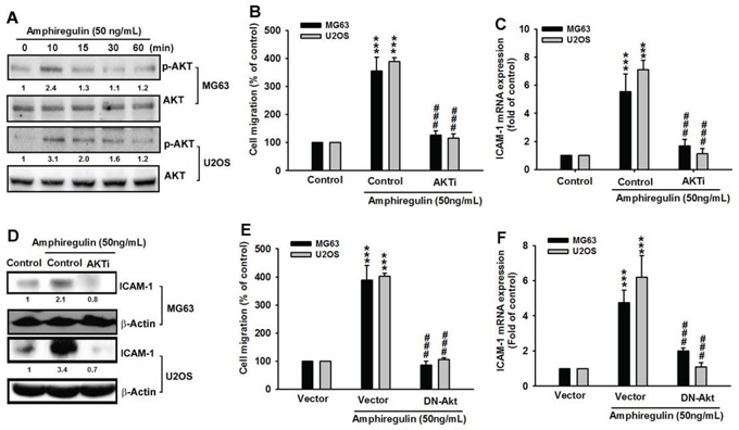 The involvement of Akt in AREG-mediated migration of human osteosarcoma cells.