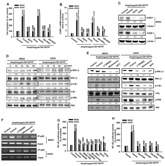 NF-&kappa;B mediates the response of human osteosarcoma cells to AREG stimulation.