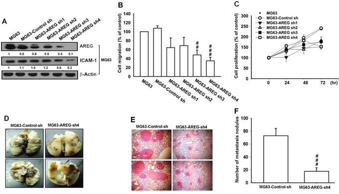 Knockdown of AREG inhibited the migratory ability of osteosarcoma cells.