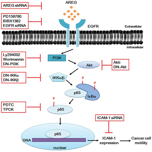 Schematic diagram illustrating the proposed signaling pathway involved in AREG-induced ICAM-1 expression in human osteosarcoma cells.