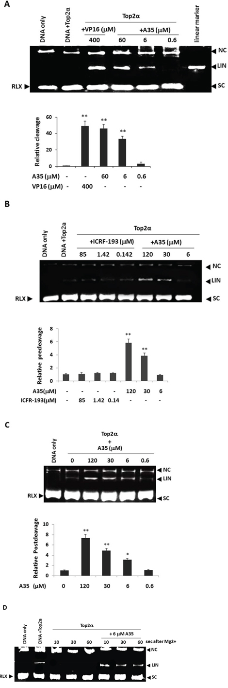 A35 induces top2&#x03B1;-DNA cleavage complex formation by enhancing pre-strand and post-strand cleavage and inhibiting DNA religation.