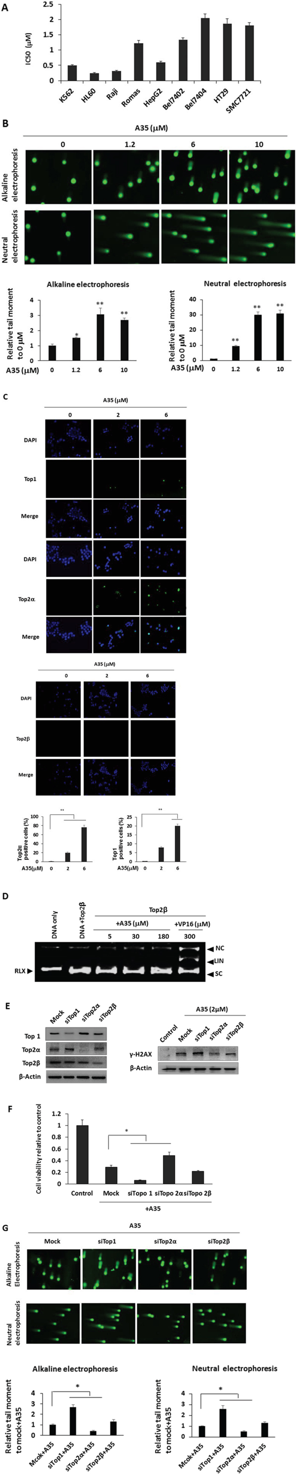 Compared with top1, top2&#x03B1; was preferentially and specifically targeted in A35-induced cell DNA strand breaks, top-DNA covalent complexes and growth inhibition.