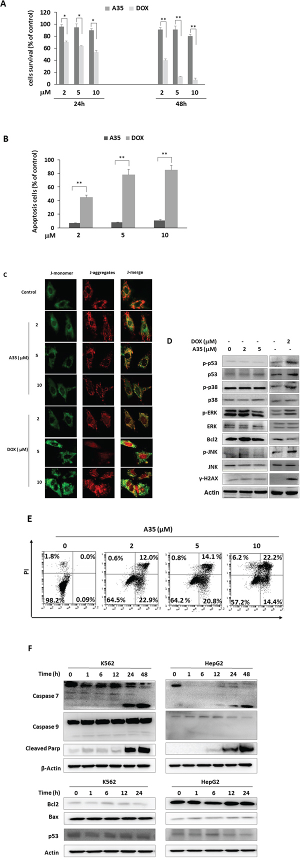 A35 does not induce cardiac cell cytotoxicity and mitochondrial damage and induces cancer cell apoptosis but not through the mitochondrial pathway.