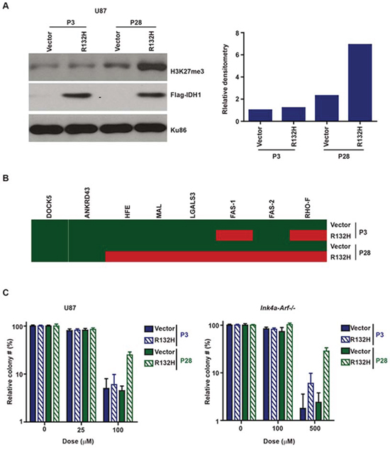 A. Prolonged passage after IDH1-R132H expression increased chromatin deposition of H3K27me3 in human U87MG glioblastoma and murine Ink4a/Arf&minus;/&minus; astrocytic cells.