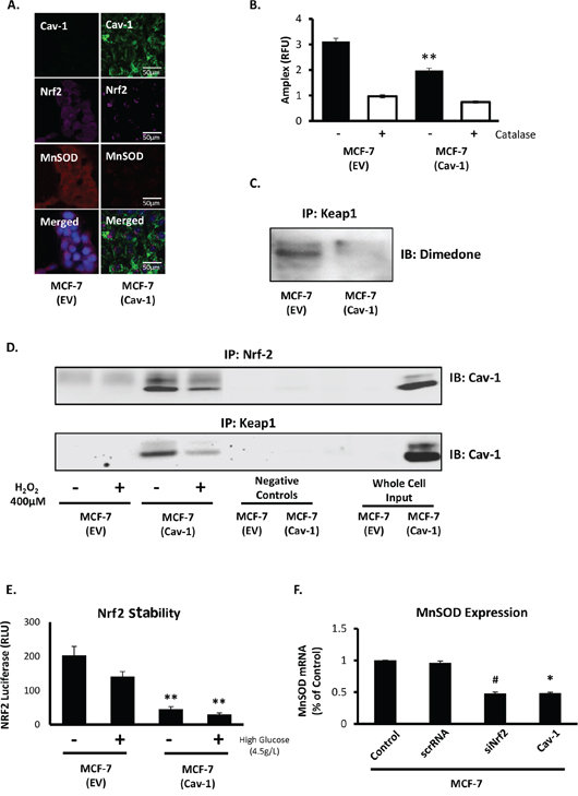 Cav-1 prevents MnSOD upregulation by repression of Nrf2.