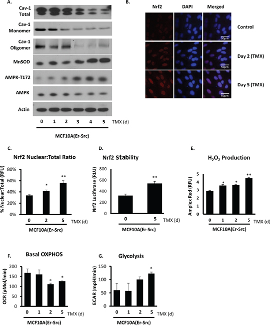 Cav-1 loss during malignant transformation is associated with increased Nrf2 activity and MnSOD upregulation that leads to AMPK-dependent glycolytic metabolism.