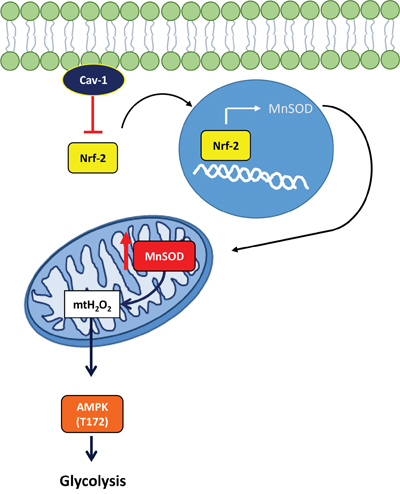 Schematic: Cav-1 prevents Nrf2 dependent upregulation of MnSOD, thereby preventing the metabolic shift to glycolysis in breast cancer.