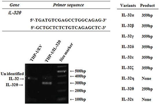 The design of specific primers which distinguish endogenous IL-32&#x03B8; among various isoforms.