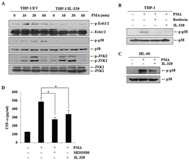 Inhibitory effects of IL-32&#x03B8; on phorbol 12-myristate 13-acetate (PMA)-mediated p38 MAPK activation.