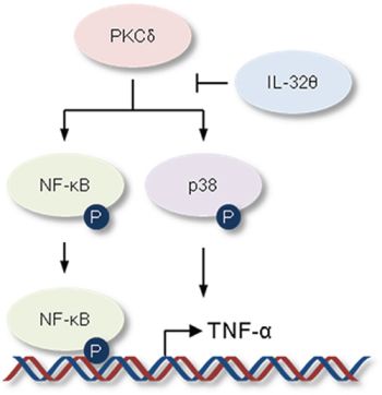 Schematic illustration showing the inhibitory effect of IL-32&#x03B8; on TNF-&#x03B1; production.