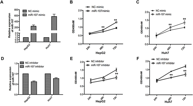 miR-107 promotes cell growth ability in vitro.