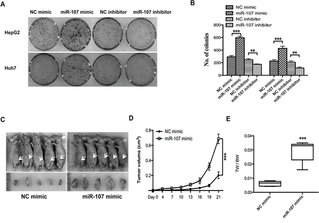 miR-107 promotes tumor proliferation in vitro and in a xenograft model.