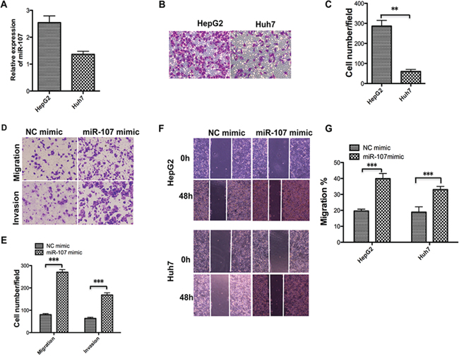 Overexpression of miR-107 promotes the migration and invasion of human HCC cells.