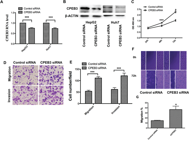 CPEB3 inhibition accelerates the proliferation and metastasis of human HCC cells.