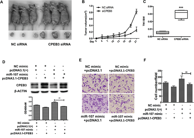 CPEB3 is involved in miR-107-induced growth and migration in HCC cells.