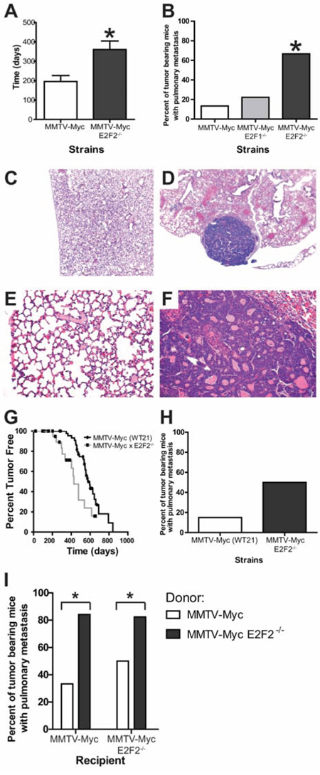 E2F2 loss induces metastasis in Myc driven tumors.