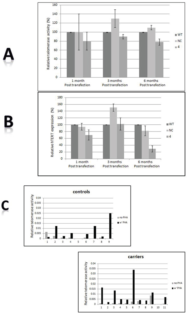 Telomerase involvement.