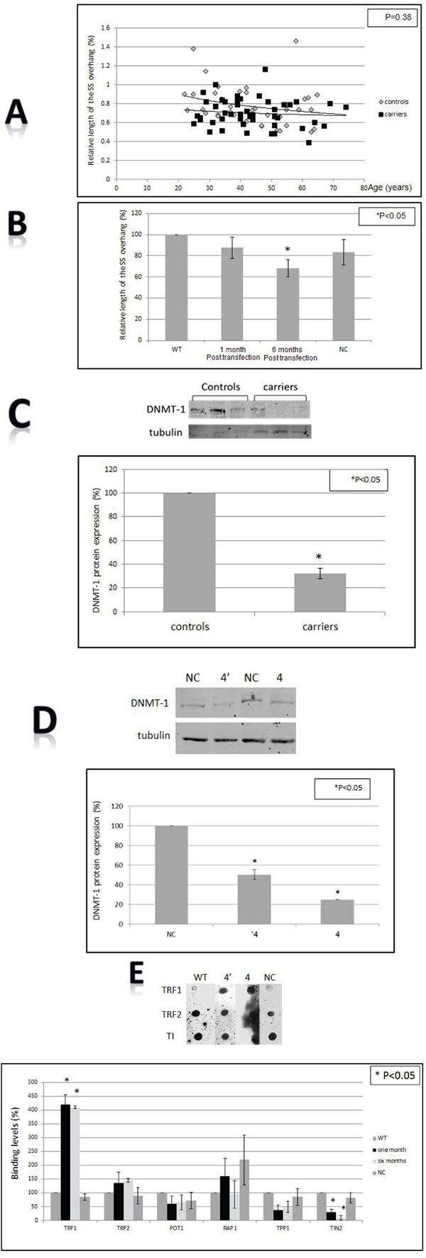 Telomere structure, sub-telomeric methylation and the shelterin proteins binding to telomeres.