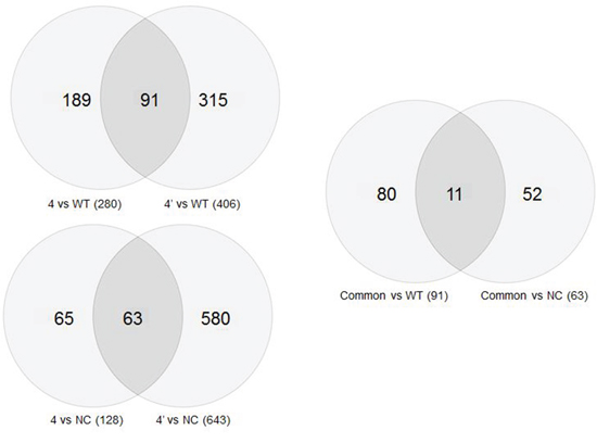 Venn circles representing gene expression of the various clones after BRCA1 silencing.