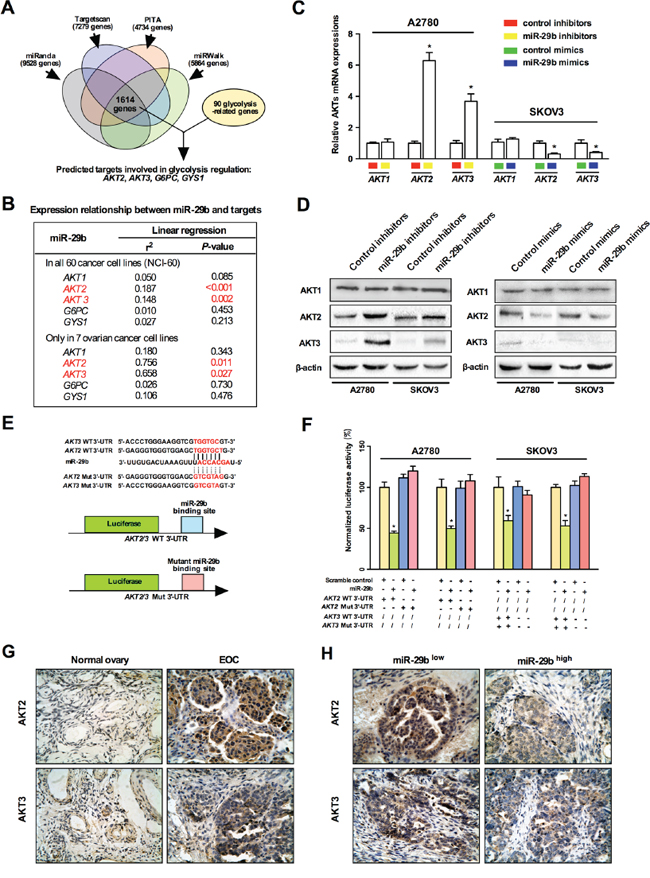 miR-29b directly targets and thus negatively regulates AKT2 and AKT3.