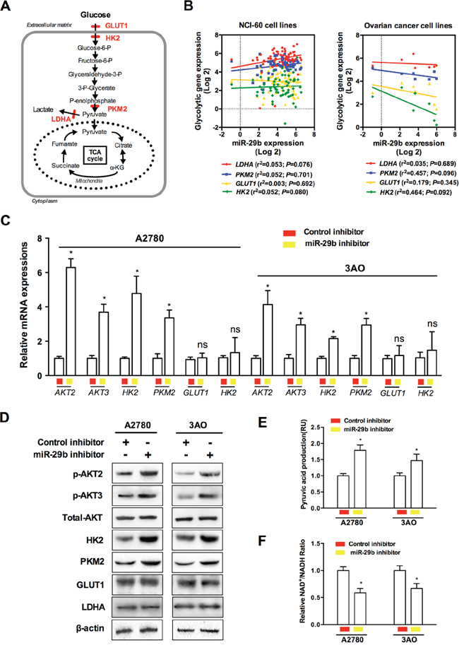 Activation of AKTs by miR-29b silencing contributes to the activation of key enzymes in the Warburg effect in ovarian cancer cells.