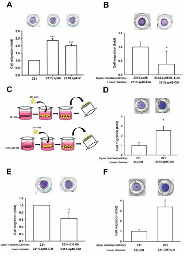 IL-6 is involved in the lapatinib-enhanced aggressiveness of 231 cell.