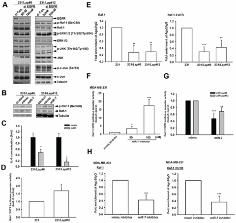 Elevation of Raf-1 expression in response to lapatinib is due to the de-repression from miR-7.