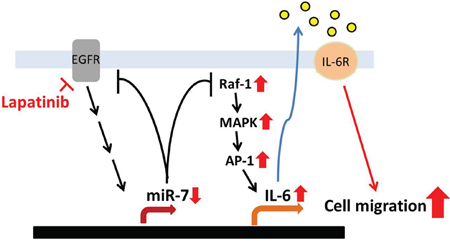 Illustration of lapatinib-enhanced aggressiveness via Raf-1/MAPK-dependent IL-6 expression.