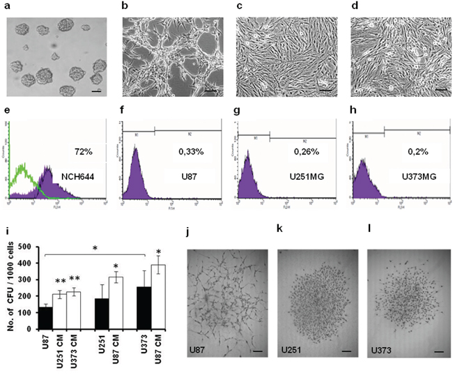 The U87, U251 and U373 GBM-derived cell lines have different morphologies, CD133+ GSC levels, and CFU formation.