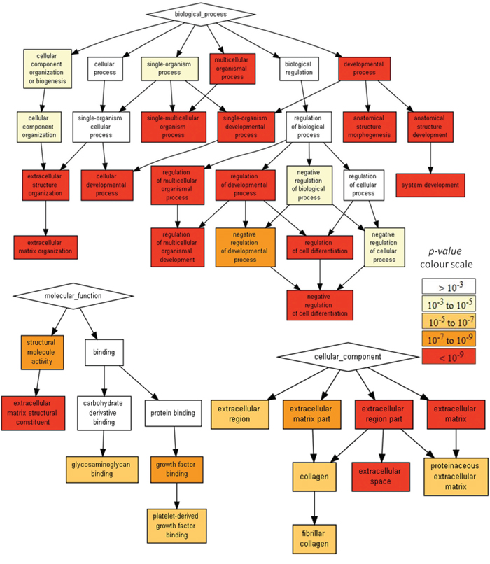 Gene Ontology enRIchement anaLysis and visuaLisAtion (Gorilla) reveals the GO terms in Process, Molecular Function and Cellular Component gene ontology domains, enriched with genes differentially expressed in U87 cells when compared to U373 cells.