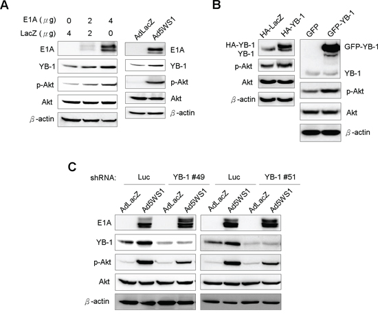 E1A induces YB-1 expression and, in turn, enhances Akt phosphorylation in MCF-7 cells.