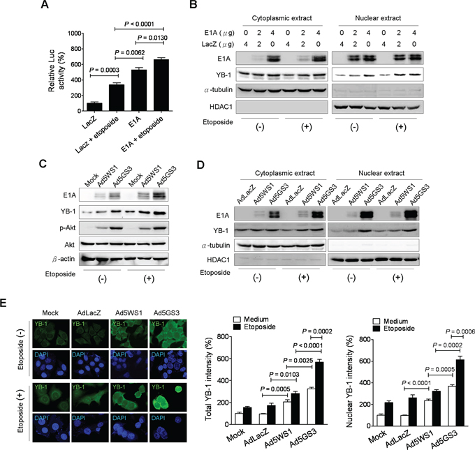 Ad5GS3 and etoposide synergistically enhance nuclear translocation of YB-1 in MCF-7 cells.