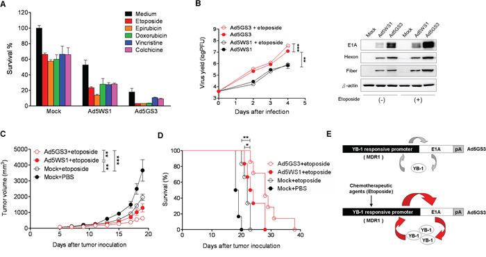 Ad5GS3 synergizes with etoposide to enhance antitumor activity in vitro and in vivo.
