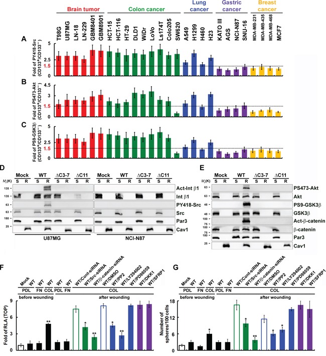 Polarized CD133-mediated signaling through the noncanonical Wnt pathway is dependent on the CD133/Src/Akt/GSK3&#x03B2;/&#x03B2;-catenin axis.