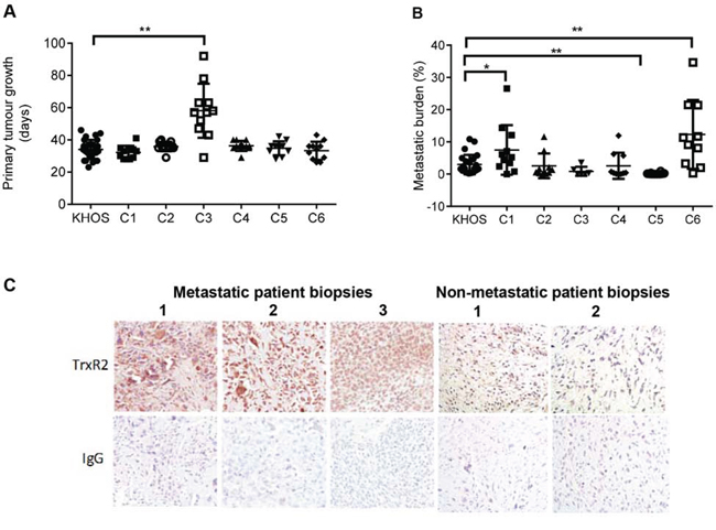 Characterisation of highly and poorly metastatic OS clonal variants and validation of TXNRD2.