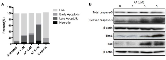 Auranofin treatment induces apoptosis in metastatic OS cells.