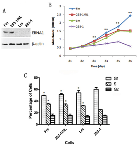 Effect of EBV genome loss or N-LMP1 replacement in EBV genome on the growth ability of the cells.