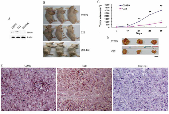 Tumor formation for the EBV stably-transfected cells after the change of donor cell line (293&#x2013;2).