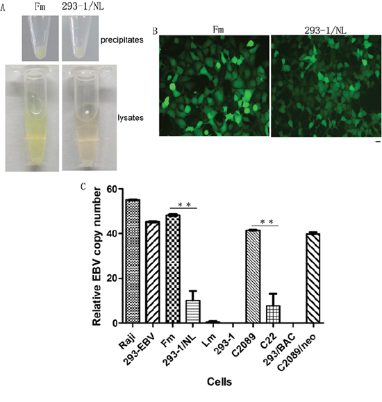 Difference of the EBV genome number in the cells.