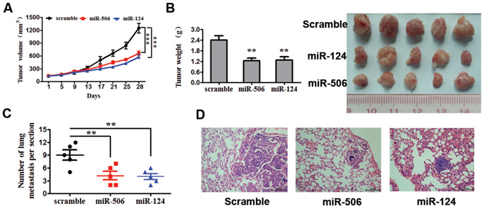 Overexpression of miR-124 or miR-506 inhibits tumor cell proliferation and invasion in vivo.