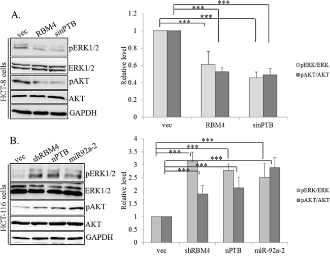 RNA-binding motif 4 [RBM4]-regulated splicing cascade modulates the activity of AKT/ERK signaling.