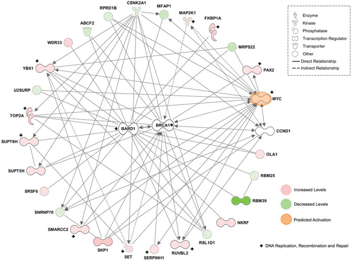 Simplified radial network based on the top scoring protein interaction network of proteins changing after 2-FaraA treatment (51 focus molecules).