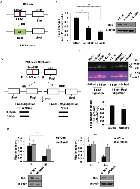 Rak deficiency results in impaired DSB repair and G2/M checkpoint.