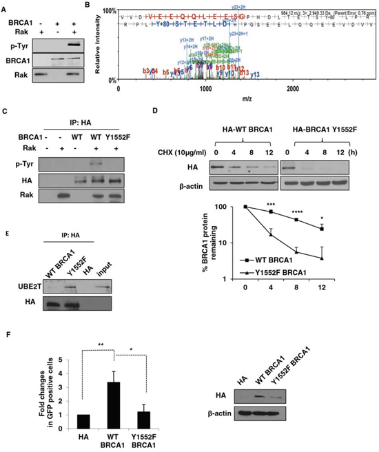 Rak-mediated tyrosine phosphorylation of BRCA1 is essential for its stability and function.