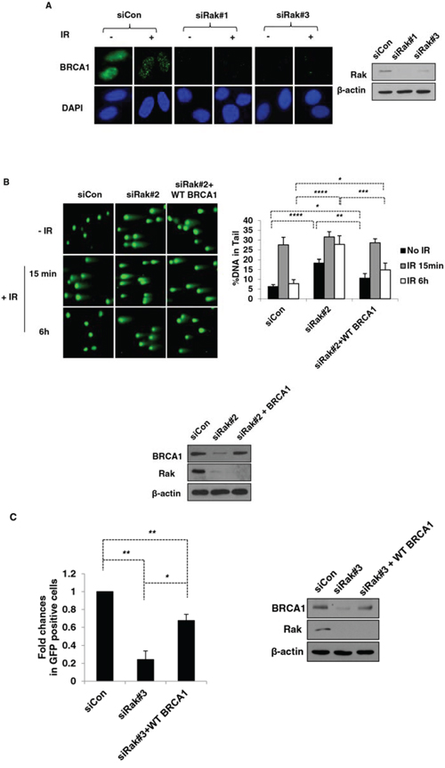Re-expression of BRCA1 partially rescues DNA damage caused by Rak deficiency.