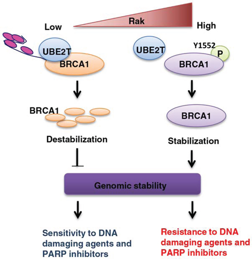 A schematic model for the role of Rak in the regulation of BRCA1 protein stability and function and possible clinical implications.