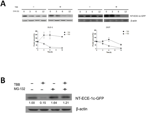 ECE-1c proteasome degradation is promoted by CK2 inhibition.