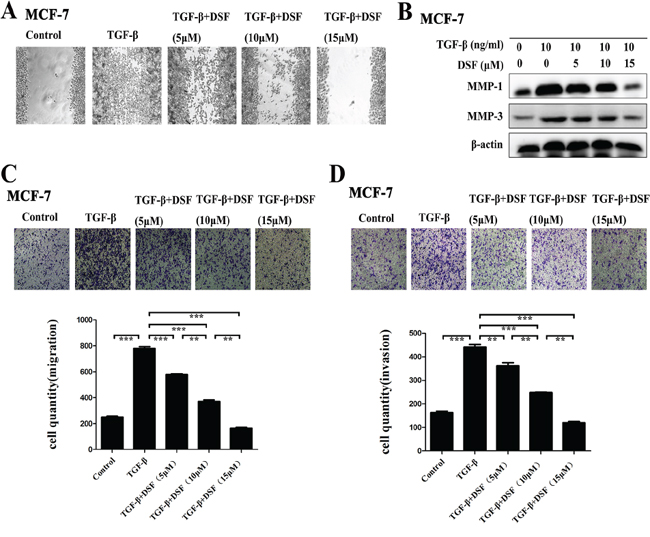 DSF suppresses TGF-&#x03B2; induced cell migration and invasion.