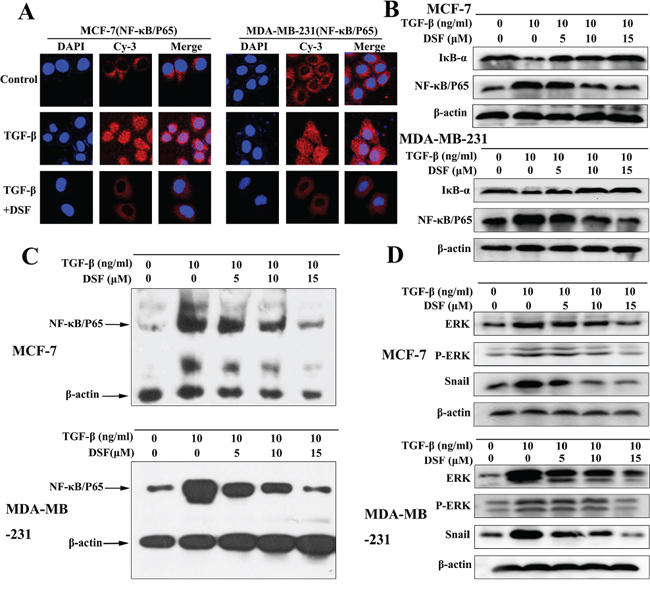 DSF inhibits ERK/NF-&#x03BA;B/Snail pathway.